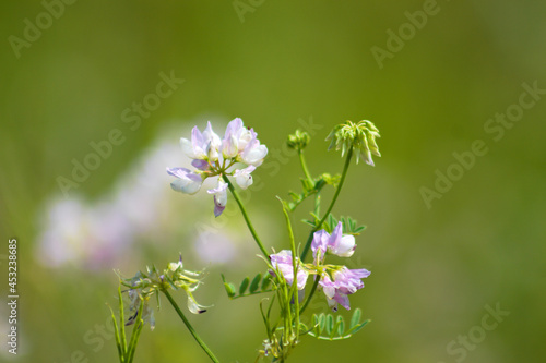 Common crownvetch in bloom closeup with blurry green background