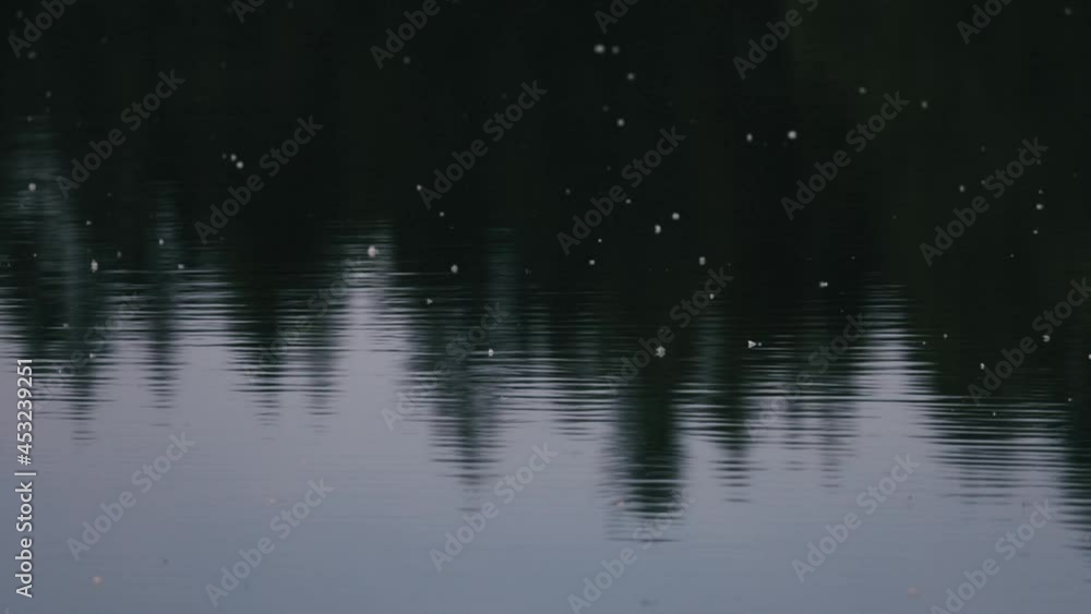 Small flies and mosquitos flying around above a lake Small flies and mosquitos flying around above a lake