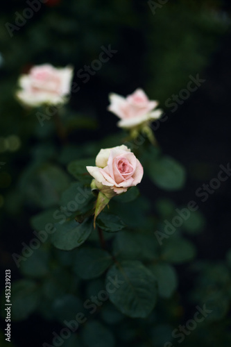 beautiful pale pink flowers of roses surrounded by emerald green foliage on a blurred background. summer garden at dusk  moody floral  selective background