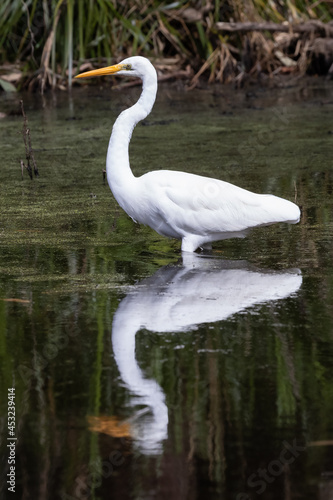 Eastern Great Egret with reflection fishing in lagoon