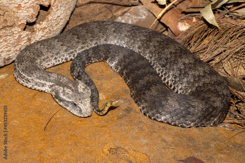 Obraz premium Australian Common Death Adder showing lure at tip of tail