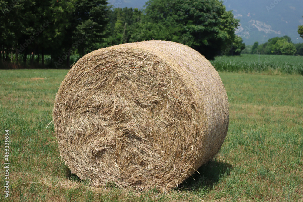 Dry hay bale on summer in the italian countryside. Meadow harvested for animal forage Dry hay bale on summer in the italian countryside. Meadow harvested for animal forage