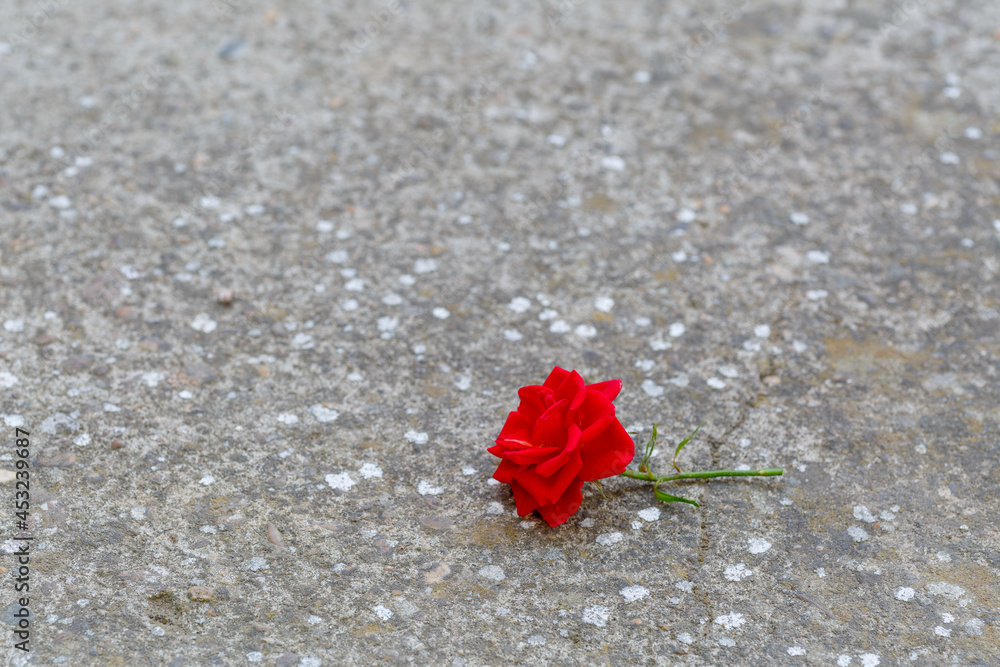 Red rose fallen on artificial soil. Red rose fallen on artificial soil.