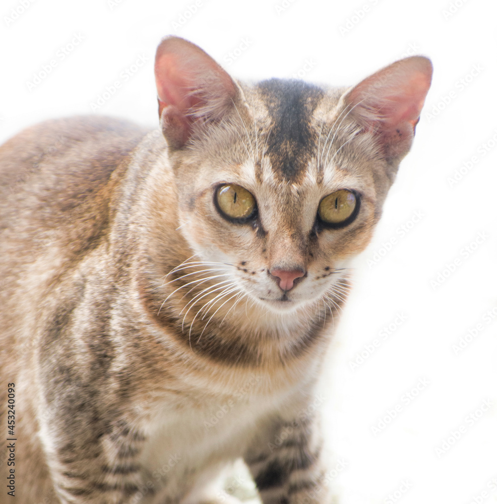 Cat looking at the camera. Felis catus is a domestic species of small carnivorous mammal.