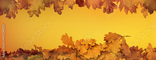 orange autumnal background with leaf of oak tree