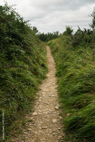 trail in a green lush landscape
