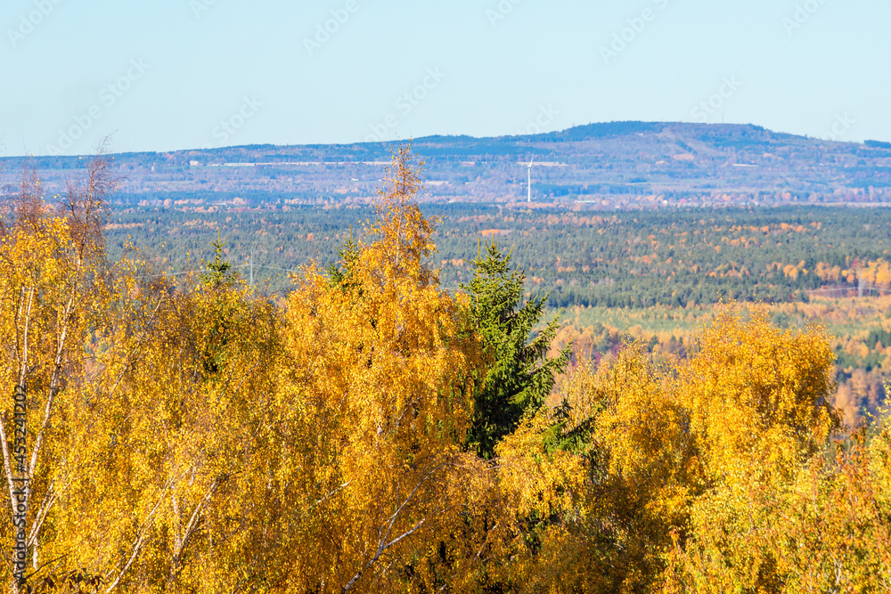 View of forest landscape in the autumn with a hill