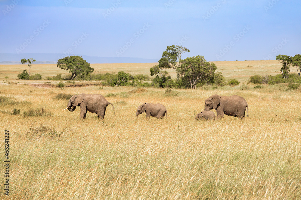 Group with Elephants on the grass savanna in Africa