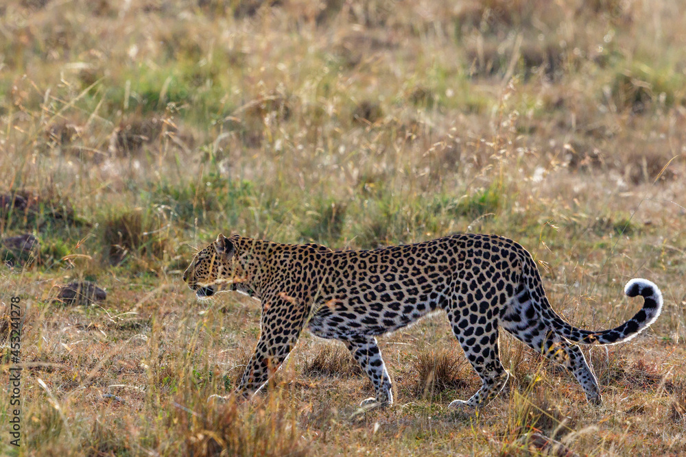 Leopard walking on the grass savanna Leopard walking on the grass savanna