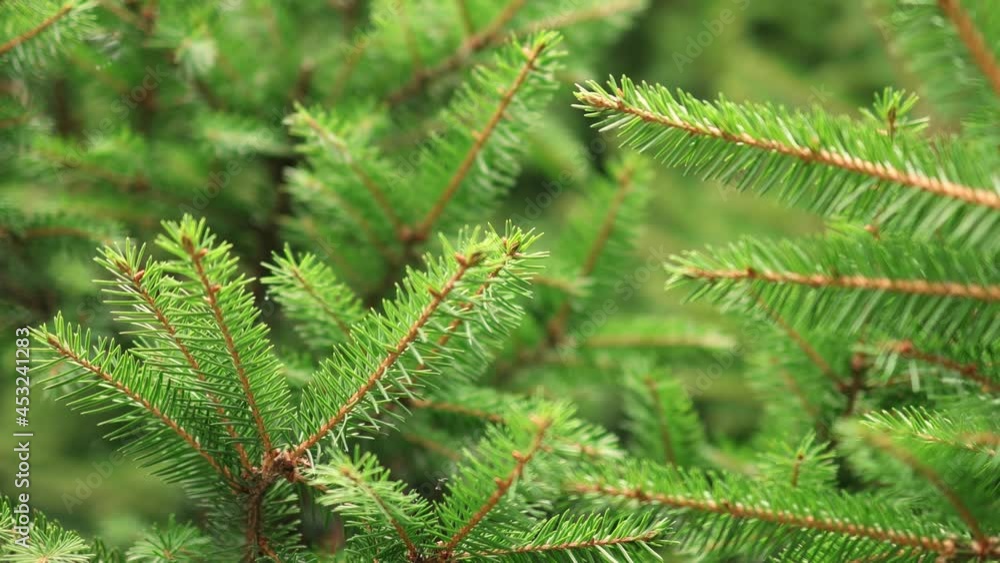 fresh coniferous evergreen spruce needles of pine fir tree in Christmas holiday background. textured natural new year mood concept fresh coniferous evergreen spruce needles of pine fir tree in Christmas holiday background. textured natural new year mood concept