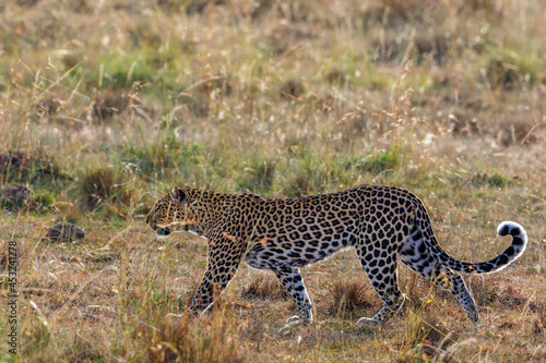 Leopard walking on the grass savanna