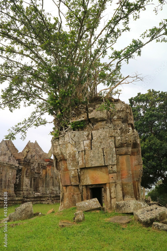カンボジア プレアヴィヒア寺院の遺跡に生えた木
カンボジア プレアヴィヒア寺院の遺跡に生えた木