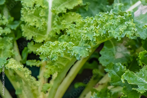 close up of kale Brassica oleracea