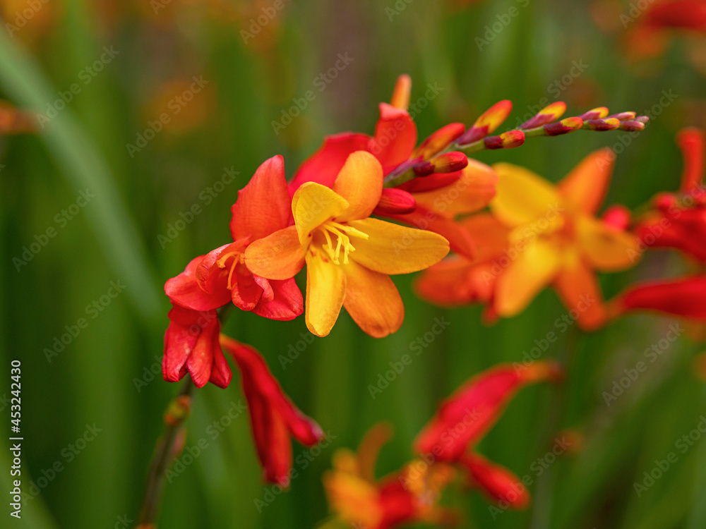Fototapeta premium Closeup of colourful orange and yellow Crocosmia flowers