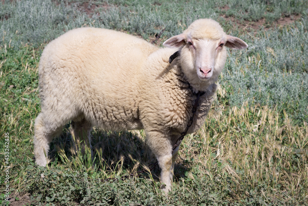 White sheep stands at green grass pasture breeding