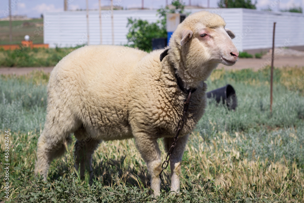 Obraz premium White sheep breeds standing at grass pasture
