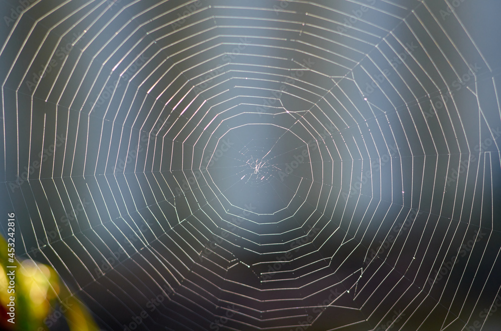 Photo of spider web on sunlight Photo of spider web on sunlight