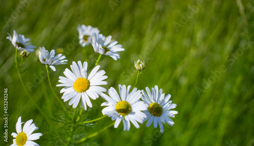 Blooming daisies in the sun on a blurry background of grass