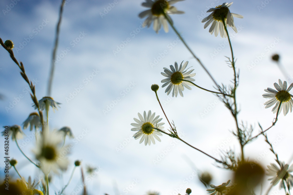 Fototapeta premium Beautiful summer field with daises, blue sky and sunlight.