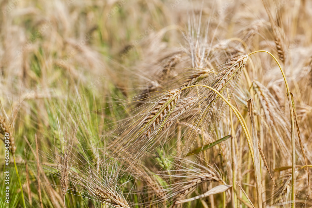 yellowed rye field about the time of maturation yellowed rye field about the time of maturation
