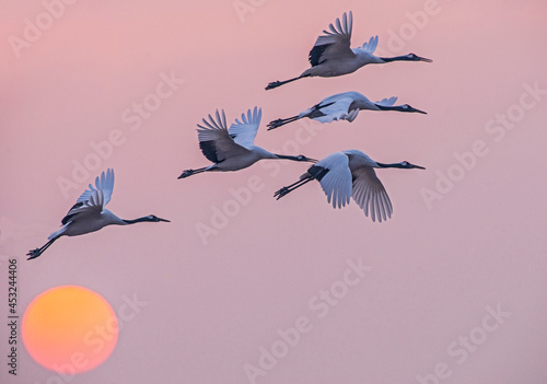 birds flying in the sky photo