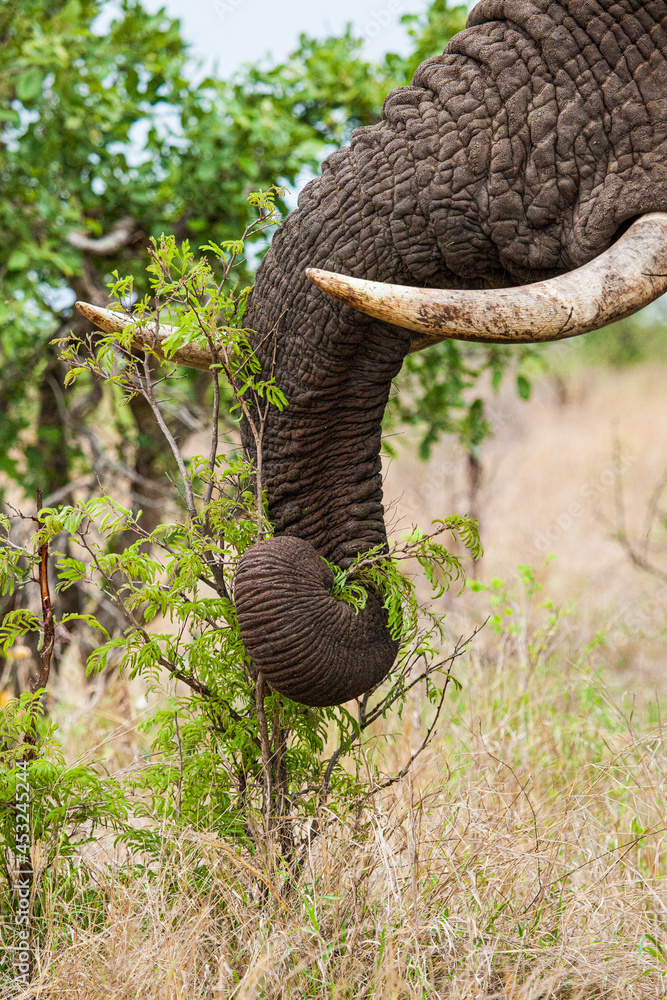 African elephant bull with big tusks eating alongside the road in the Kruger Park, South Africa