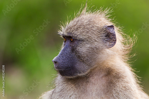 Young Chacma Baboon sitting watching its siblings play in the Kruger Park