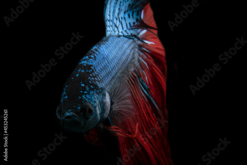 blue betta fish on a black background