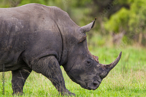 Large Southern White Rhino bull walking in the savannah of the Kruger Park  South Africa