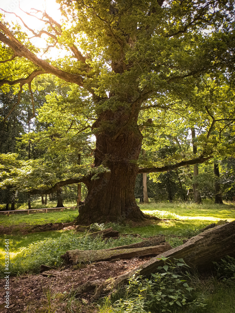 autumn in the forest - alte Eiche in ivenack