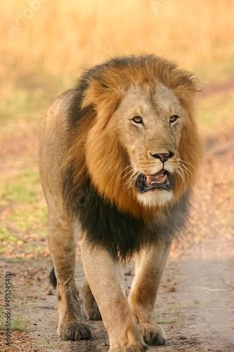 Lion Panthera leo en brousse safari big five au Kenya