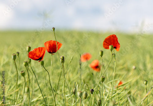 Kornblumen und Mohnblumen im Feld