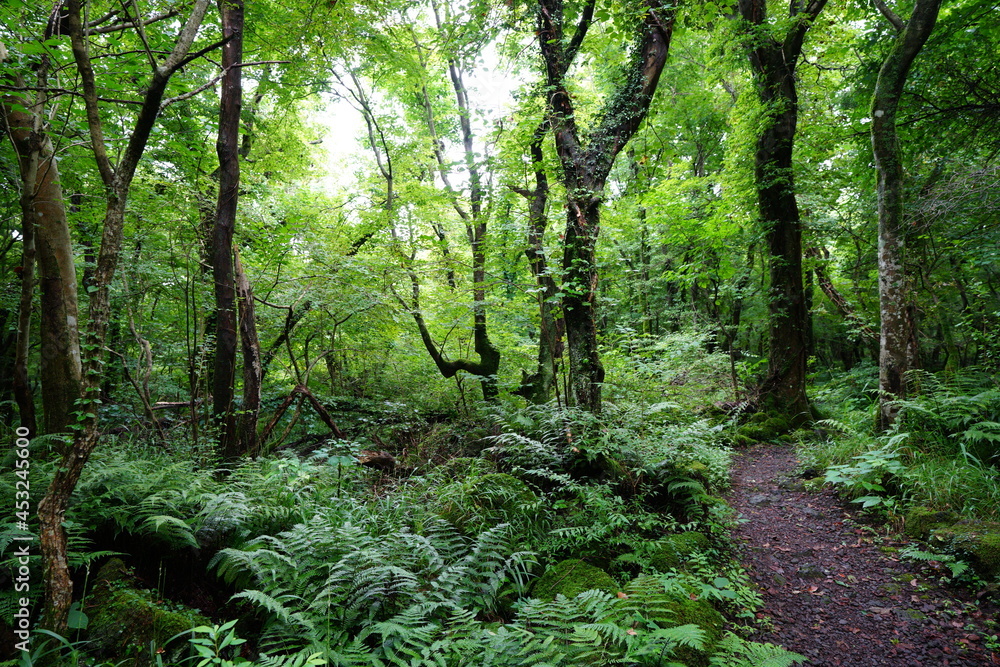 Obraz premium a refreshing summer forest in the sunlight