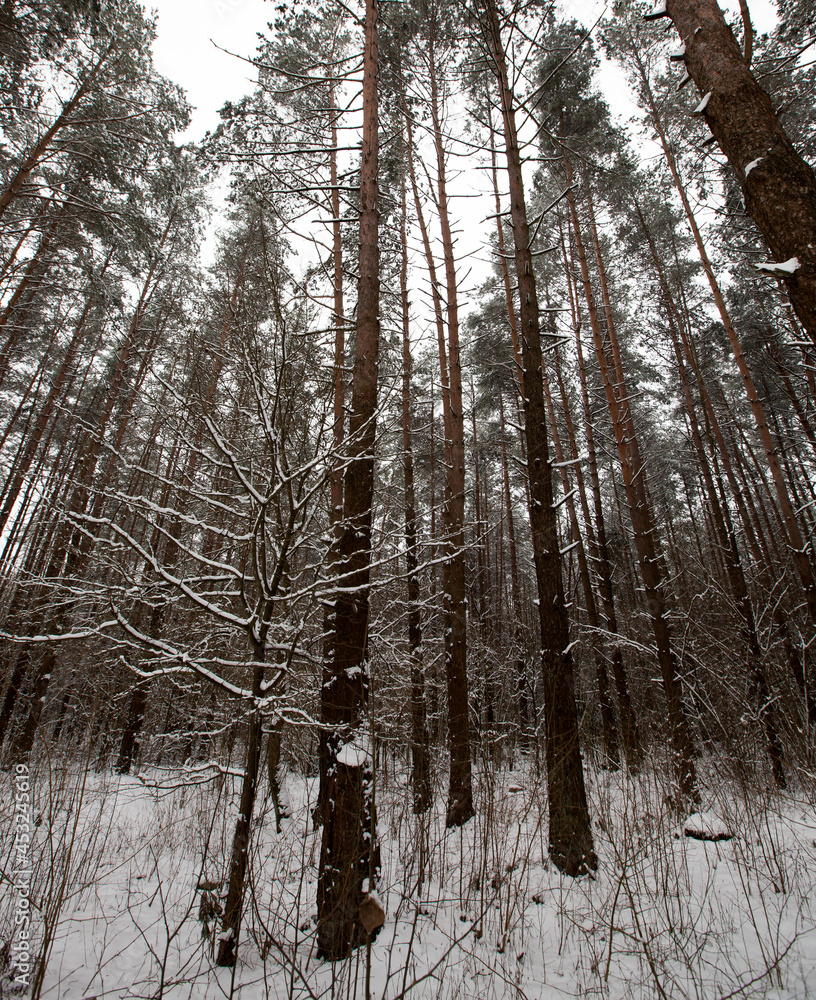 Fototapeta premium winter weather in the park or forest and pine firs