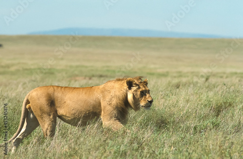Lion Panthera leo en brousse safari big five au Kenya © Andre