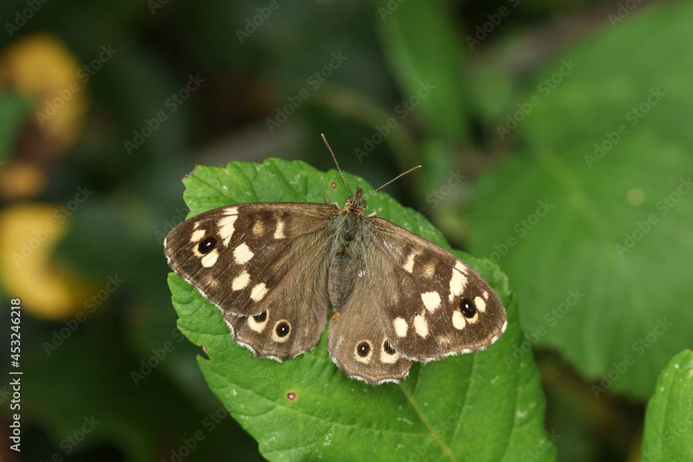 Fototapeta premium A pretty Speckled Wood Butterfly, Pararge aegeria, perching on a leaf in Woodland. 