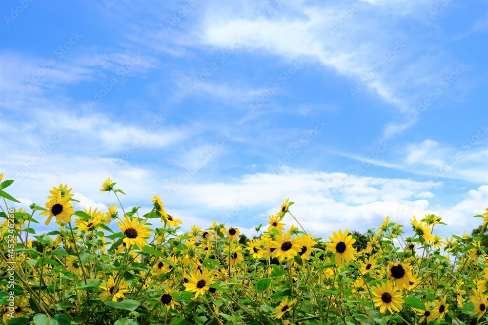 Naklejka premium 青空の下で咲く夏のひまわり