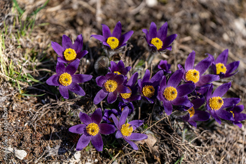 Osterglocken im Frühling