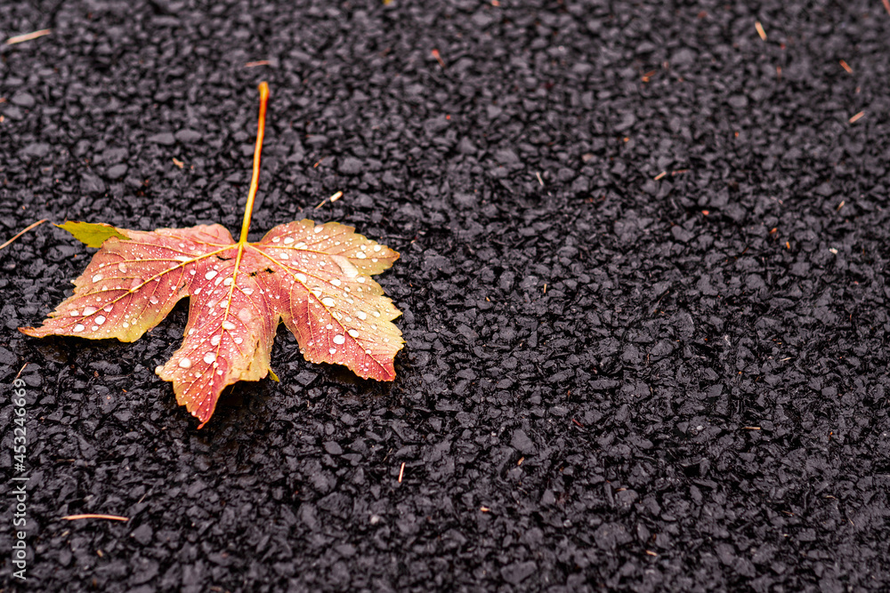 Fallen maple leaf on a dark ground with water droplets Fallen maple leaf on a dark ground with water droplets