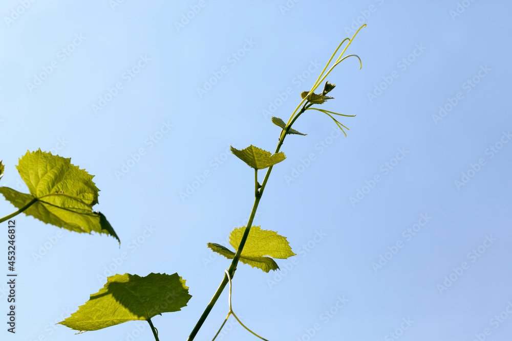 Obraz premium green leaves of grapes in the spring season
