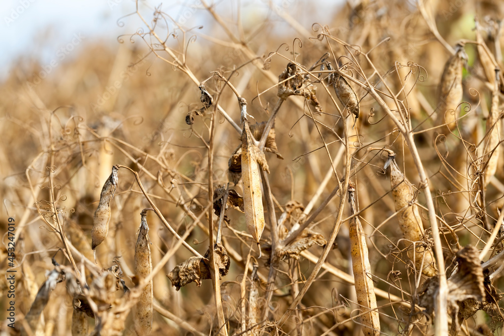 Fototapeta premium an agricultural field with a ripe crop of yellow peas