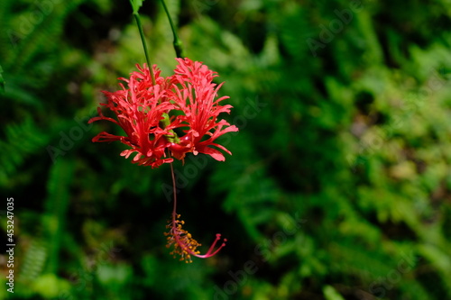 野に咲く珍しい赤い花