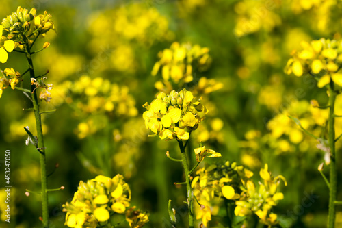 mustard flowers in the spring season
