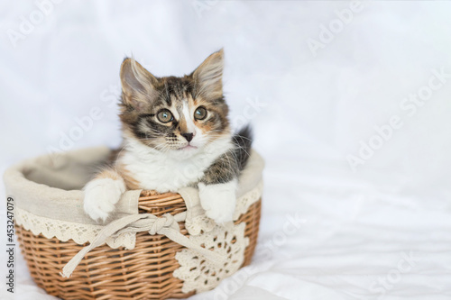 A cute little kitten is sitting in a basket and looking away. He has a funny half-black, half-red nose. It is tricolor. He's watching carefully. There is a place for your text. Copy space.