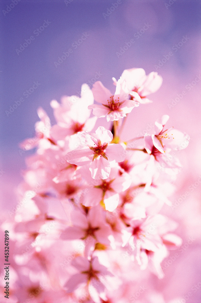 pink cherry blossom