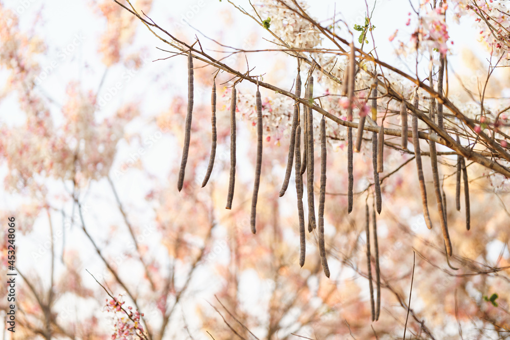 Seeds of pink flowers is called the Kalapapruek flower or Wishing Tree, Pink Shower, Pink cassia in garden. Seeds of pink flowers is called the Kalapapruek flower or Wishing Tree, Pink Shower, Pink cassia in garden.