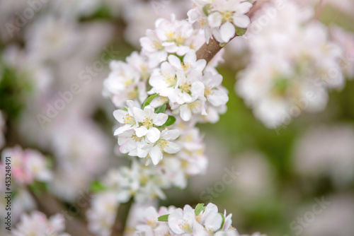 appletree blossom branch in the garden in spring 