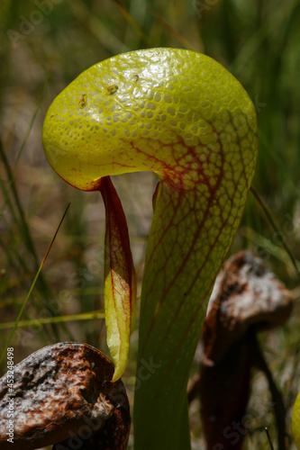 Cobra lily, the California pitcher plant (Darlingtonia californica), single pitcher, California, USA, lateral view photo