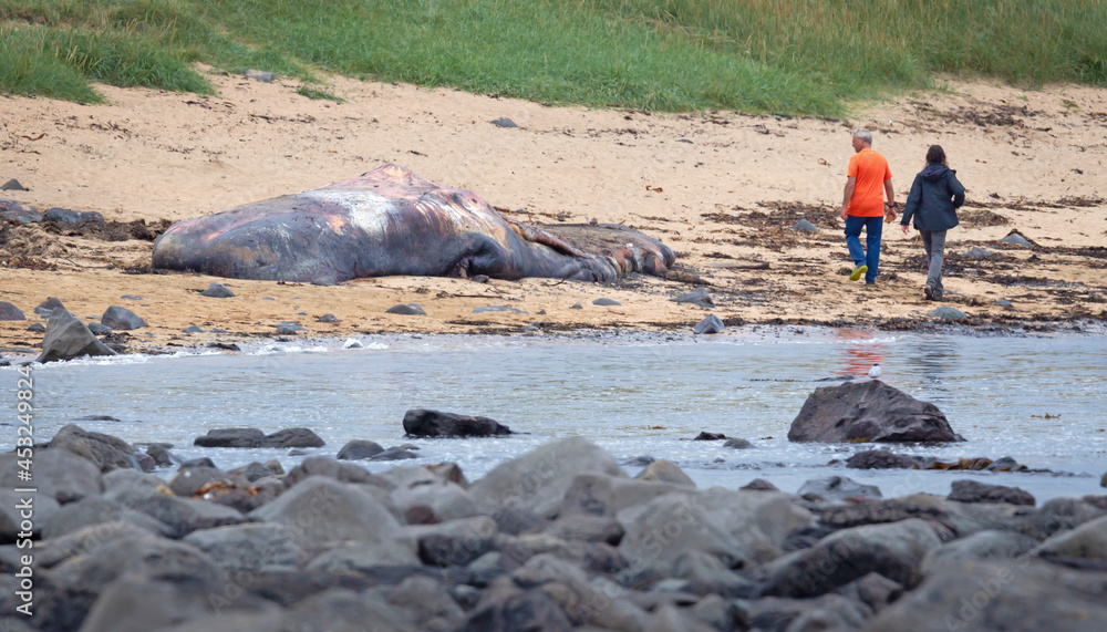 Obraz premium Snaefellsnes, Iceland on August 8, 2021: Large dead Sperm Whale washup up on a beach on Iceland
