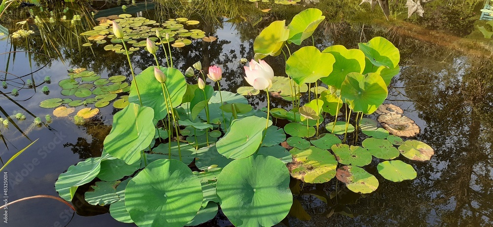 lilies in the pond